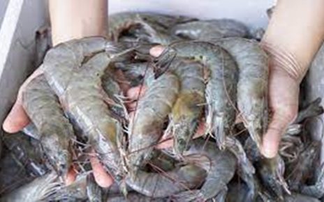 8 Manfaat Udang Bagi Kesehatan