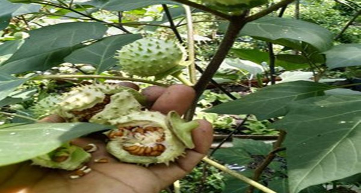 4 Bahaya Buah Kecubung yang Bisa Sebabkan Halusinasi