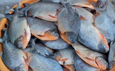 15 Manfaat Ikan Bawal bagi Kesehatan Tubuh