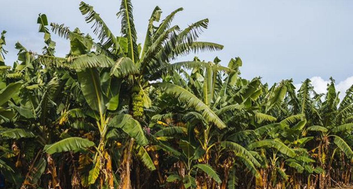 8 Manfaat Pohon Pisang, Penghasil Bahan Makanan Hingga Bahan Kerajinan