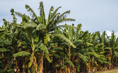 8 Manfaat Pohon Pisang, Penghasil Bahan Makanan Hingga Bahan Kerajinan