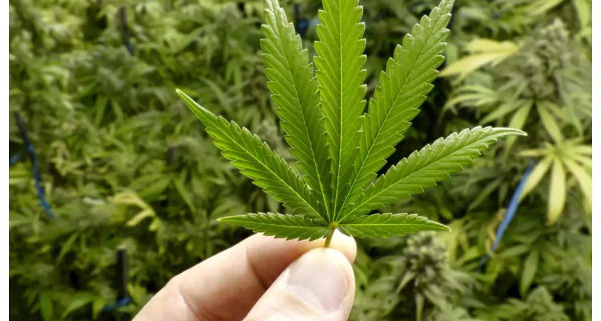 5 Penyakit yang Butuh Bantuan Ganja