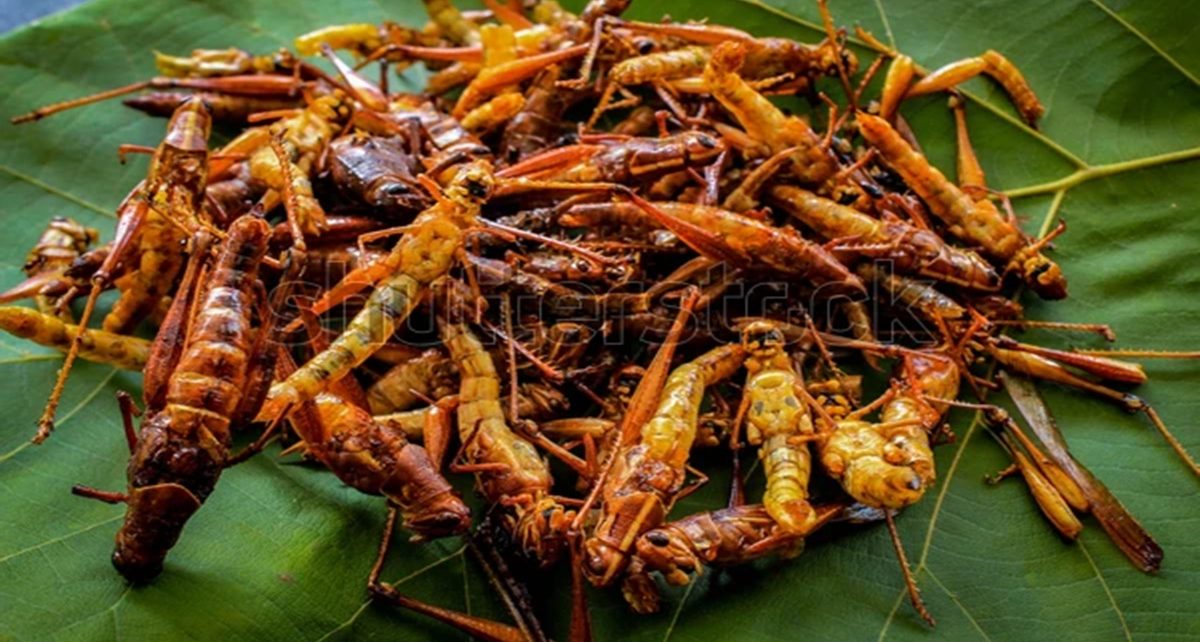 8 Manfaat Belalang Goreng, Bisa untuk Meningkatkan Daya Ingat