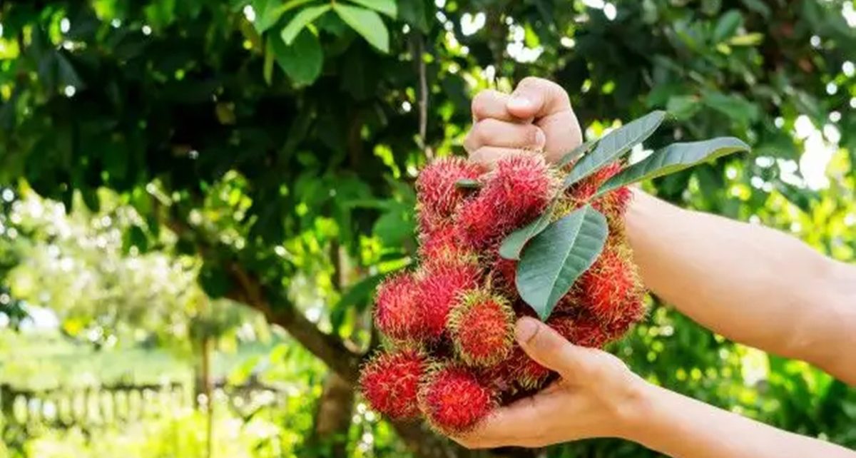 13 Manfaat Daun Rambutan Bagi Kesehatan, Atasi Masalah Kulit dan Mengobati Sariawan