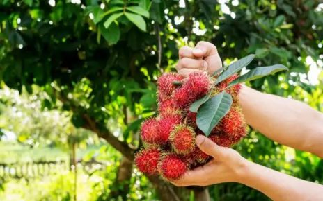 13 Manfaat Daun Rambutan Bagi Kesehatan, Atasi Masalah Kulit dan Mengobati Sariawan