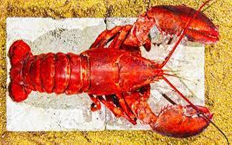 10 Manfaat Lobster untuk Kesehatan, Lindungi dari Berbagai Penyakit