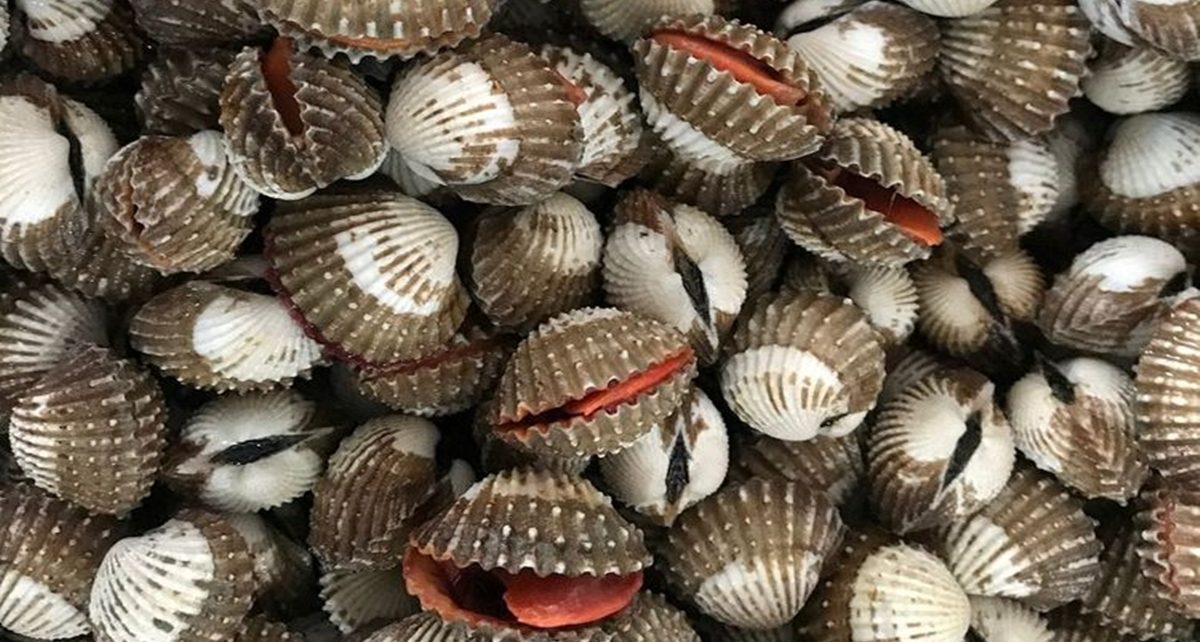 13 Manfaat Kerang yang Baik untuk Kesehatan, Kaya Nutrisi dan Vitamin