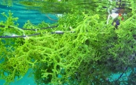 Jarang Diketahui! Rupanya Rumput Laut Punya 5 Manfaat Ini Bagi Tubuh