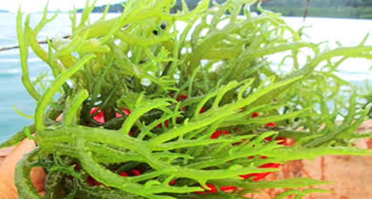 8 Manfaat Rumput Laut untuk Kesehatan, Cocok untuk Kekebalan Tubuh