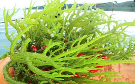 8 Manfaat Rumput Laut untuk Kesehatan, Cocok untuk Kekebalan Tubuh