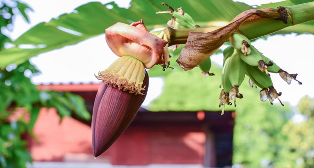 6 Manfaat Jantung Pisang bagi Kesehatan, Penuh Nutrisi