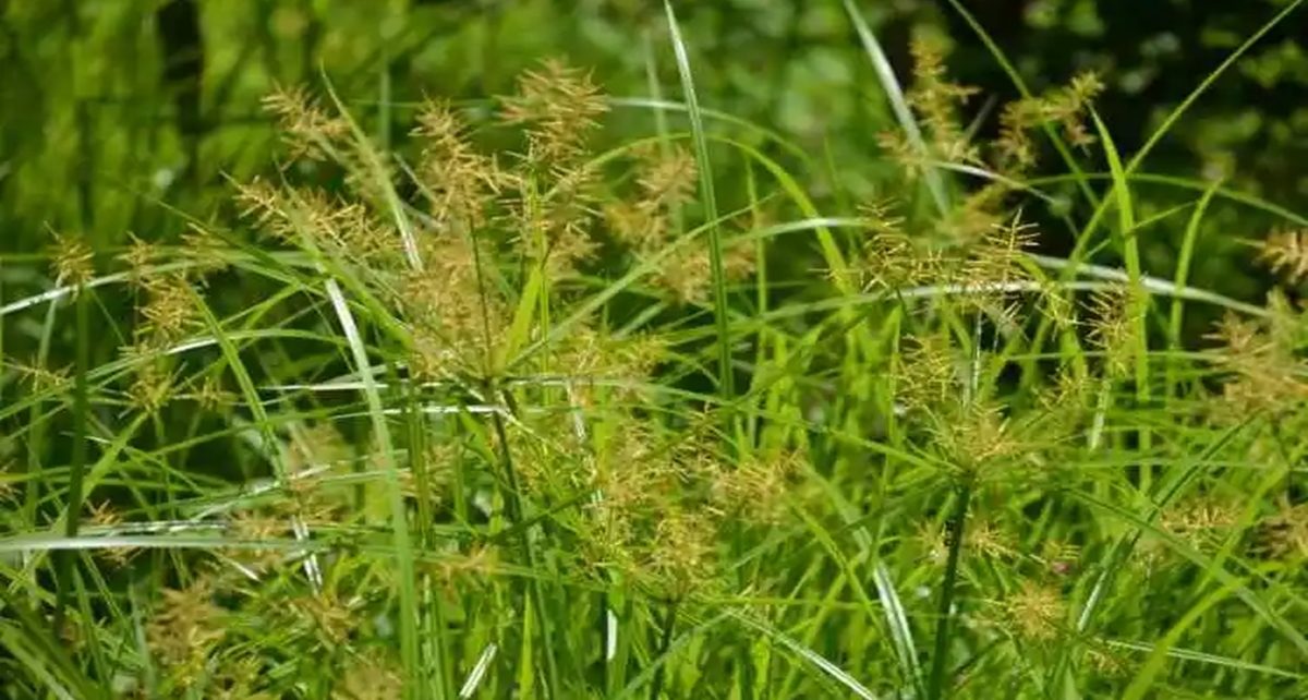 9 Manfaat Rumput Teki, Gulma Berkhasiat yang Harus Diwaspadai Efek Sampingnya