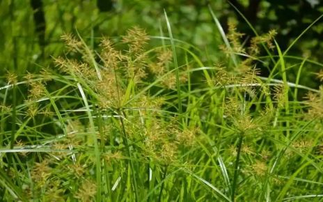 9 Manfaat Rumput Teki, Gulma Berkhasiat yang Harus Diwaspadai Efek Sampingnya