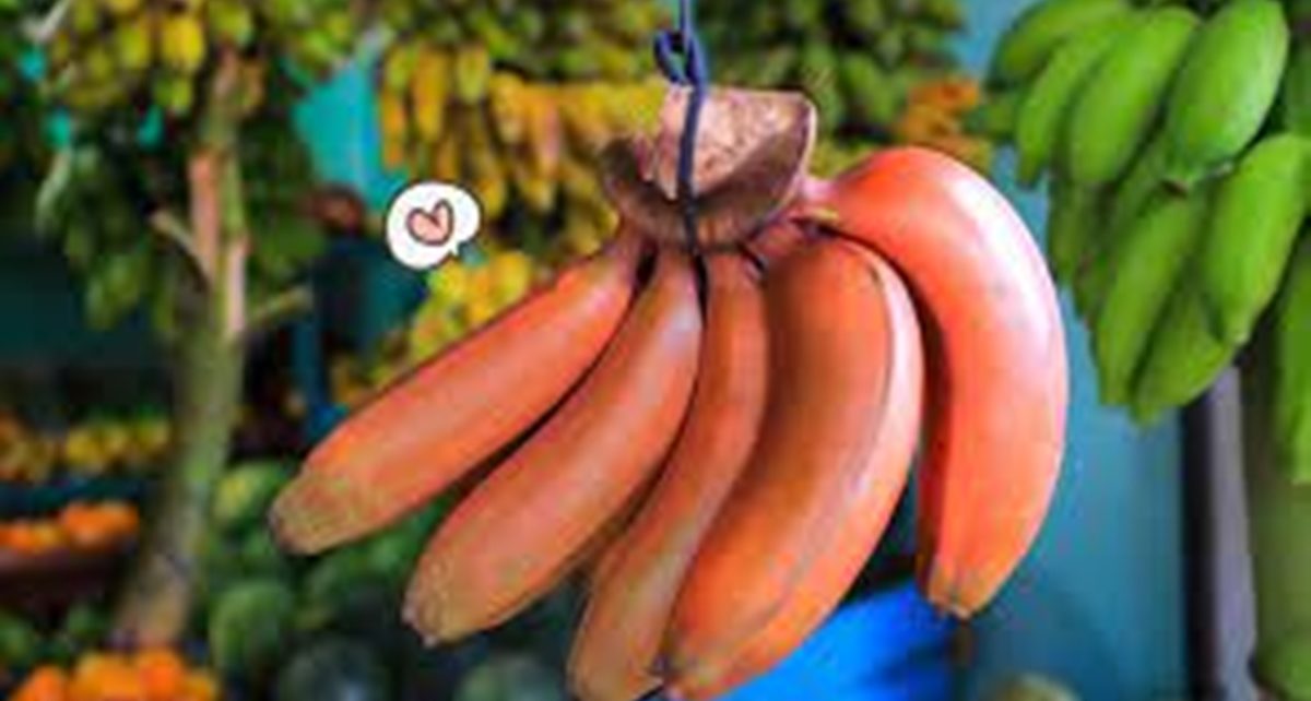 10 Manfaat Pisang Merah untuk Kesehatan, Lebih Tinggi Antioksidan