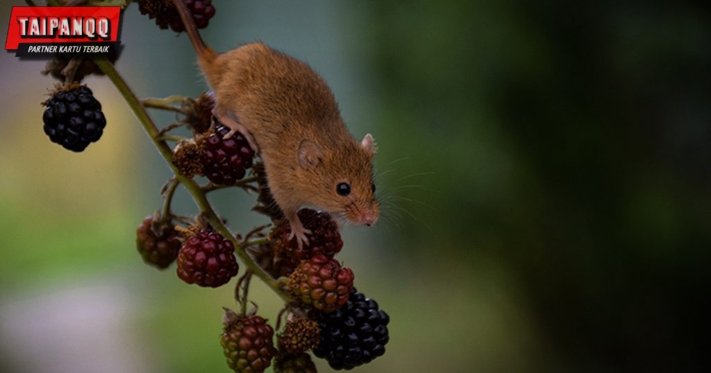 Penyebab Tikus Masuk Ke Dalam Rumah