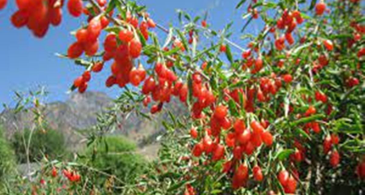 10 Manfaat Goji Berry untuk Kesehatan, Dukung Kekebalan Tubuh