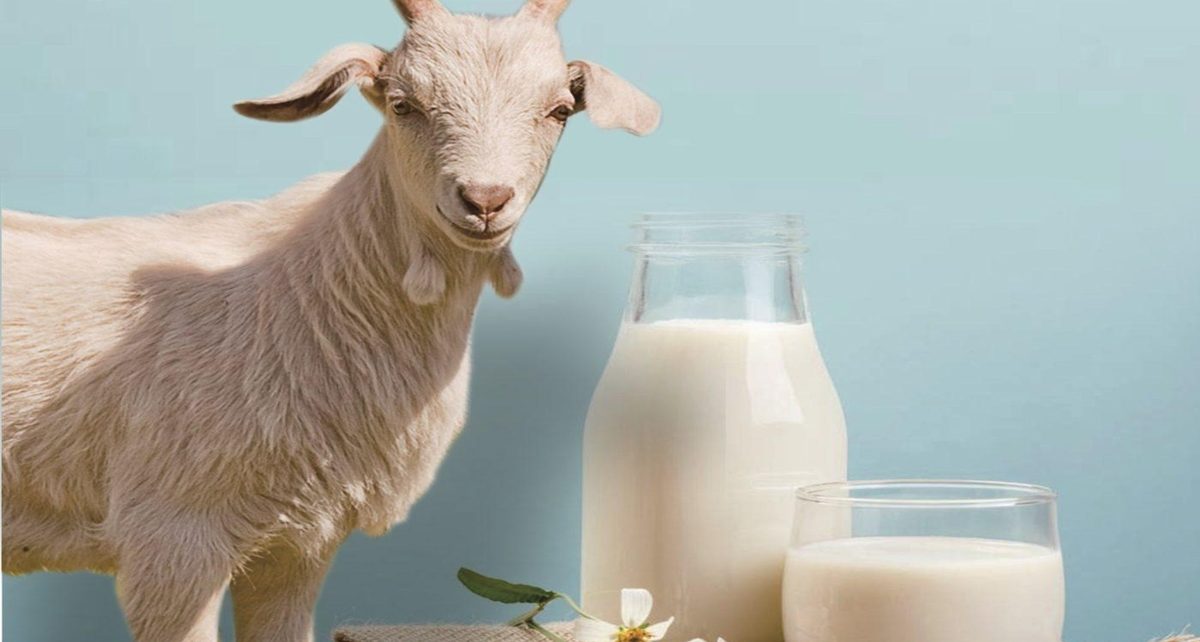 15 Manfaat Susu Kambing Bagi Kesehatan, Perhatikan Juga Efek Sampingnya