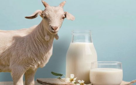 15 Manfaat Susu Kambing Bagi Kesehatan, Perhatikan Juga Efek Sampingnya