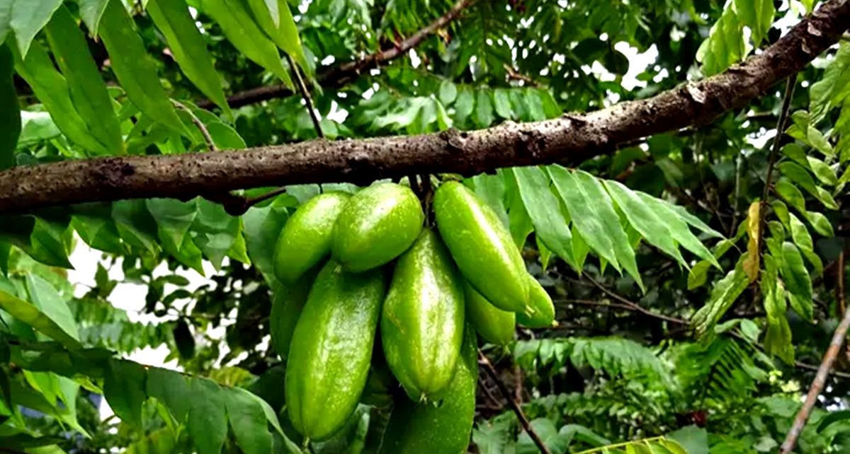 7 Manfaat Daun Belimbing Wuluh untuk Kesehatan yang Jarang Diketahui