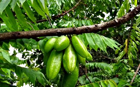 7 Manfaat Daun Belimbing Wuluh untuk Kesehatan yang Jarang Diketahui