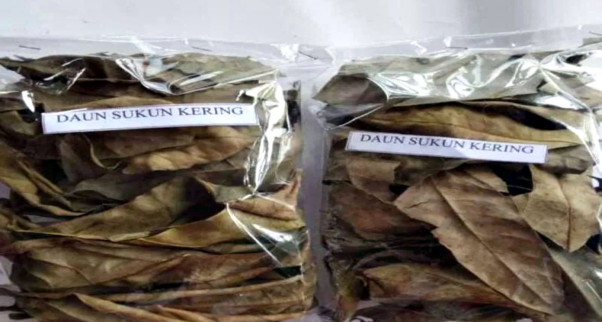 6 Manfaat Daun Sukun Kering Bagi Kesehatan, Jadi Obat Herbal Alami