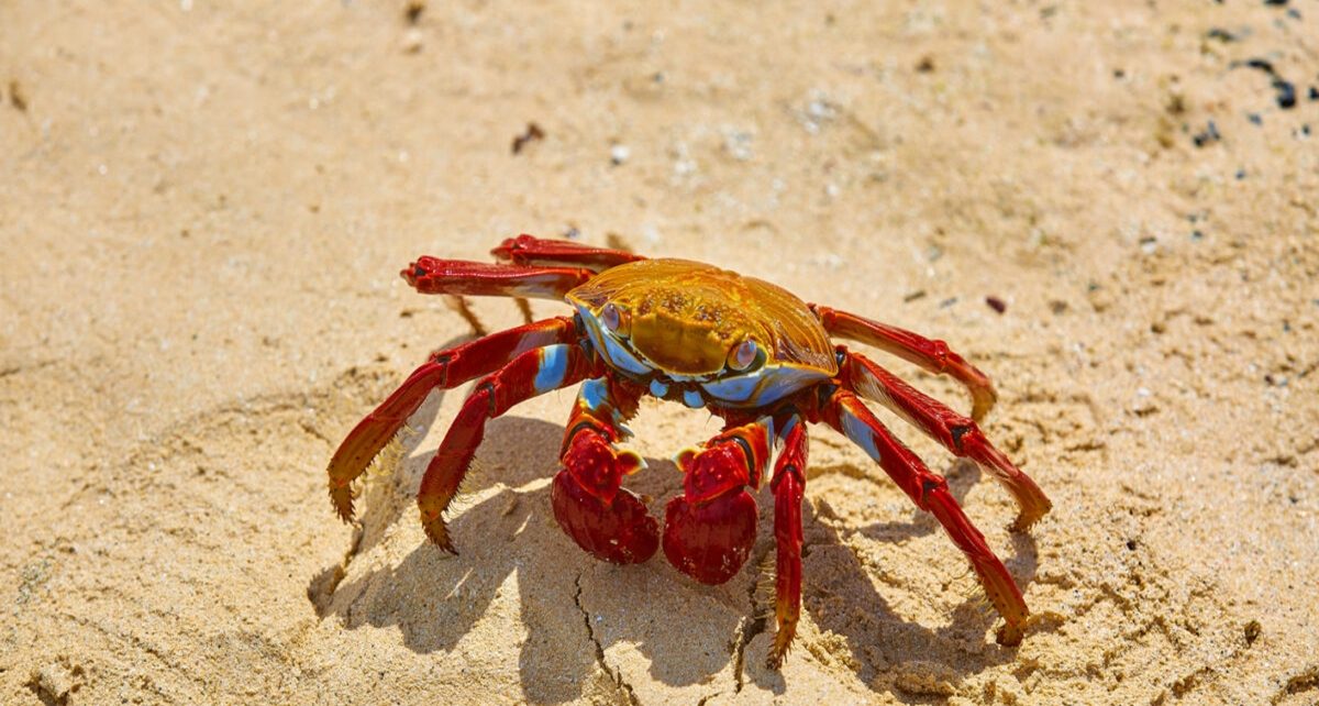 10 Manfaat Kepiting Sebagai Salah Satu Sumber Gizi, Ketahui Juga Risikonya