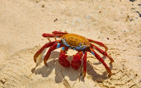 10 Manfaat Kepiting Sebagai Salah Satu Sumber Gizi, Ketahui Juga Risikonya