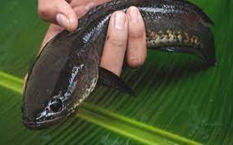 10 Manfaat Ikan Gabus untuk Kesehatan, Percepat Penyembuhan Luka