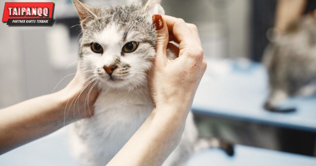 Melatih Kucing Agar Berditi Secara Lembut Dan Sabar