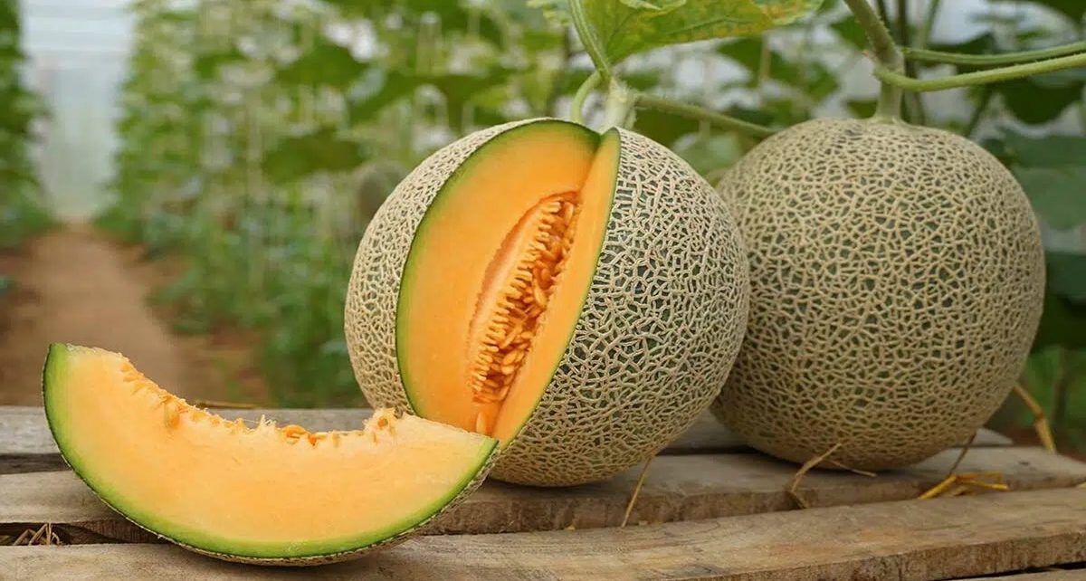 6 Manfaat Melon untuk Tubuh yang Wajib Diketahui