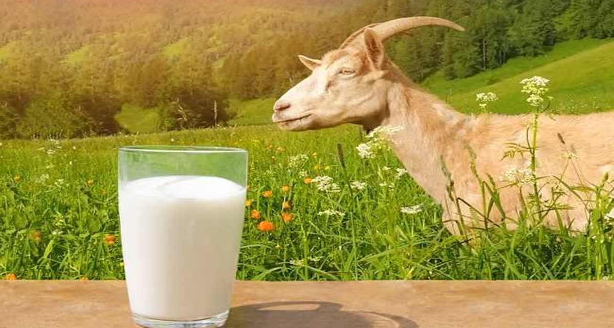 5 Manfaat Susu Kambing Etawa bagi Kesehatan yang Jarang Diketahui