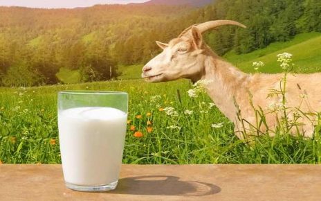 5 Manfaat Susu Kambing Etawa bagi Kesehatan yang Jarang Diketahui