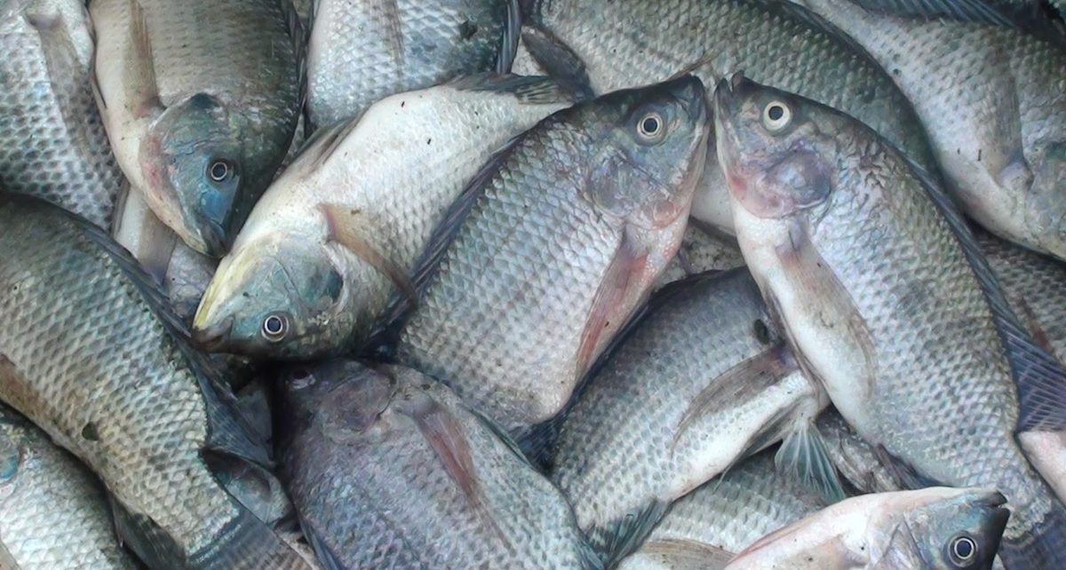 13 Manfaat Ikan Nila Bagi Kesehatan