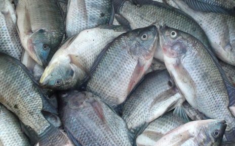 13 Manfaat Ikan Nila Bagi Kesehatan