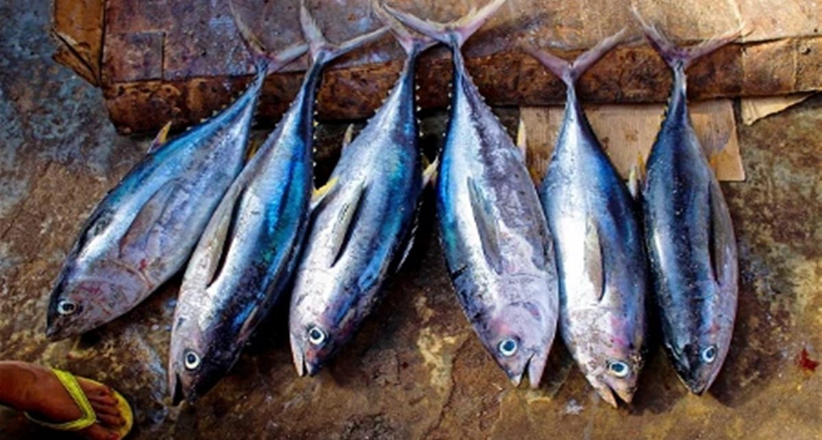 5 Manfaat Ikan Tongkol Untuk Kesehatan, Bisa Bantu Cegah Hipertensi