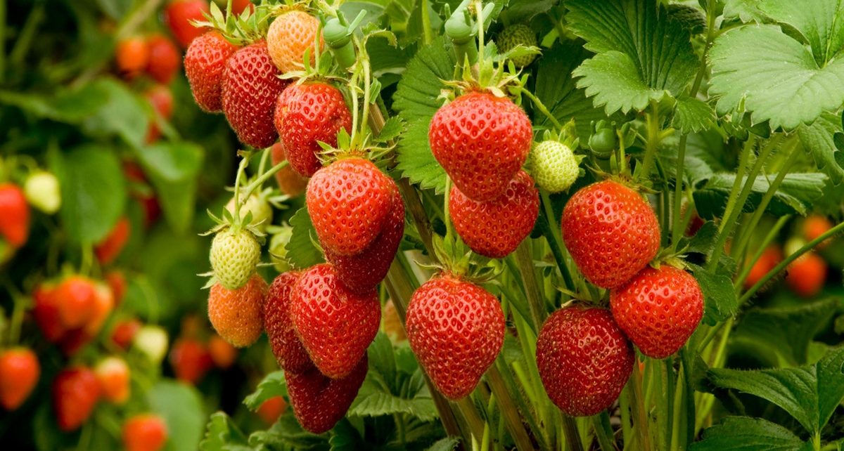 9 Manfaat Strawberry untuk Kesehatan dan Kecantikan