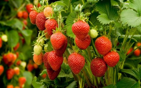 9 Manfaat Strawberry untuk Kesehatan dan Kecantikan