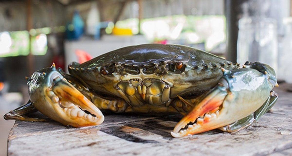 10 Manfaat Kepiting Sebagai Salah Satu Sumber Gizi, Ketahui Juga Risikonya