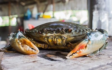 10 Manfaat Kepiting Sebagai Salah Satu Sumber Gizi, Ketahui Juga Risikonya