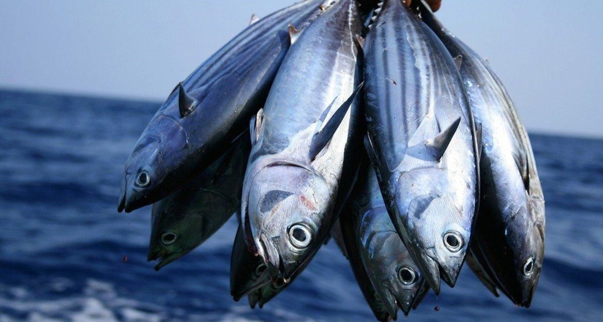 9 Manfaat Mengonsumsi Ikan Cakalang, Dapat Mencegah Hipertensi