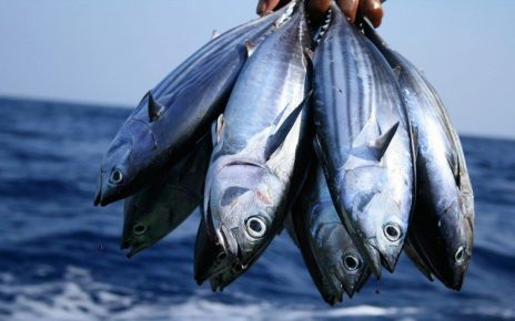 9 Manfaat Mengonsumsi Ikan Cakalang, Dapat Mencegah Hipertensi