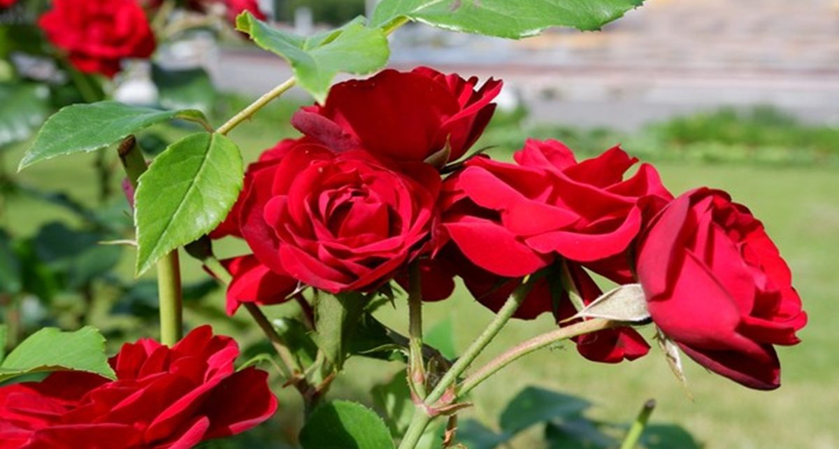 6 Manfaat Bunga Mawar untuk Wajah, Kulit Semakin Cantik