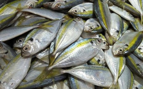 5 Manfaat Ikan Kembung untuk Kesehatan, Lebih Kaya Gizi Ketimbang Salmon