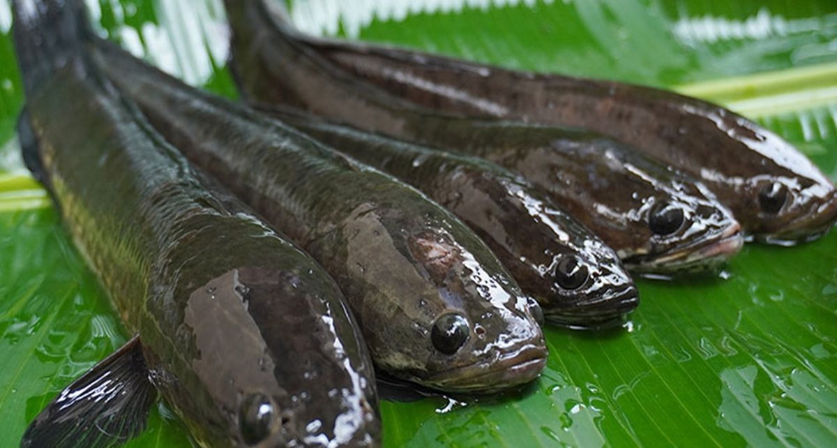 10 Manfaat Ikan Gabus untuk Kesehatan, Percepat Penyembuhan Luka