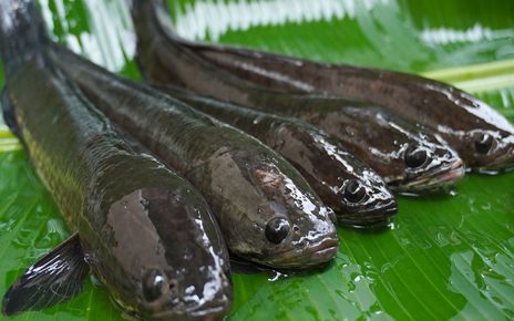 10 Manfaat Ikan Gabus untuk Kesehatan, Percepat Penyembuhan Luka