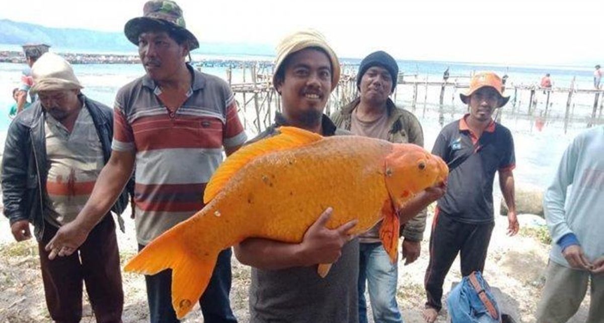 6 Manfaat Ikan Mas untuk Kesehatan