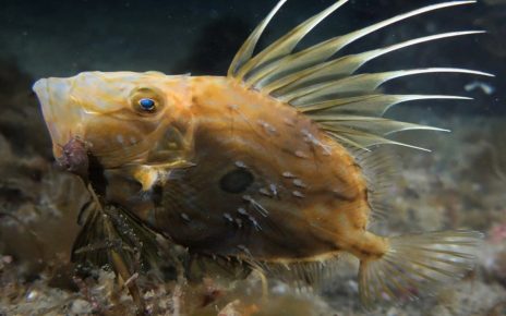 8 Manfaat Ikan Dori bagi Kesehatan, Kaya Nutrisi