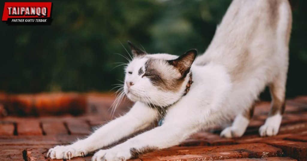 Cara Bagaimana Melatih Kucing Buang Air Di Pasir