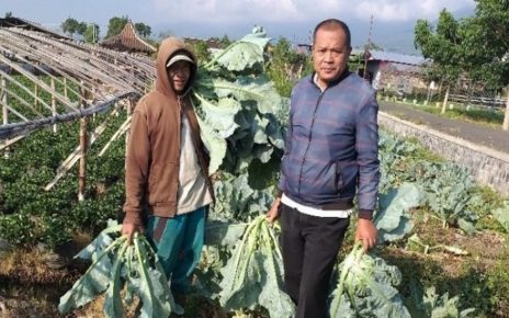 12 Manfaat Kembang Kol untuk Cegah Penyakit, Kaya Antioksidan