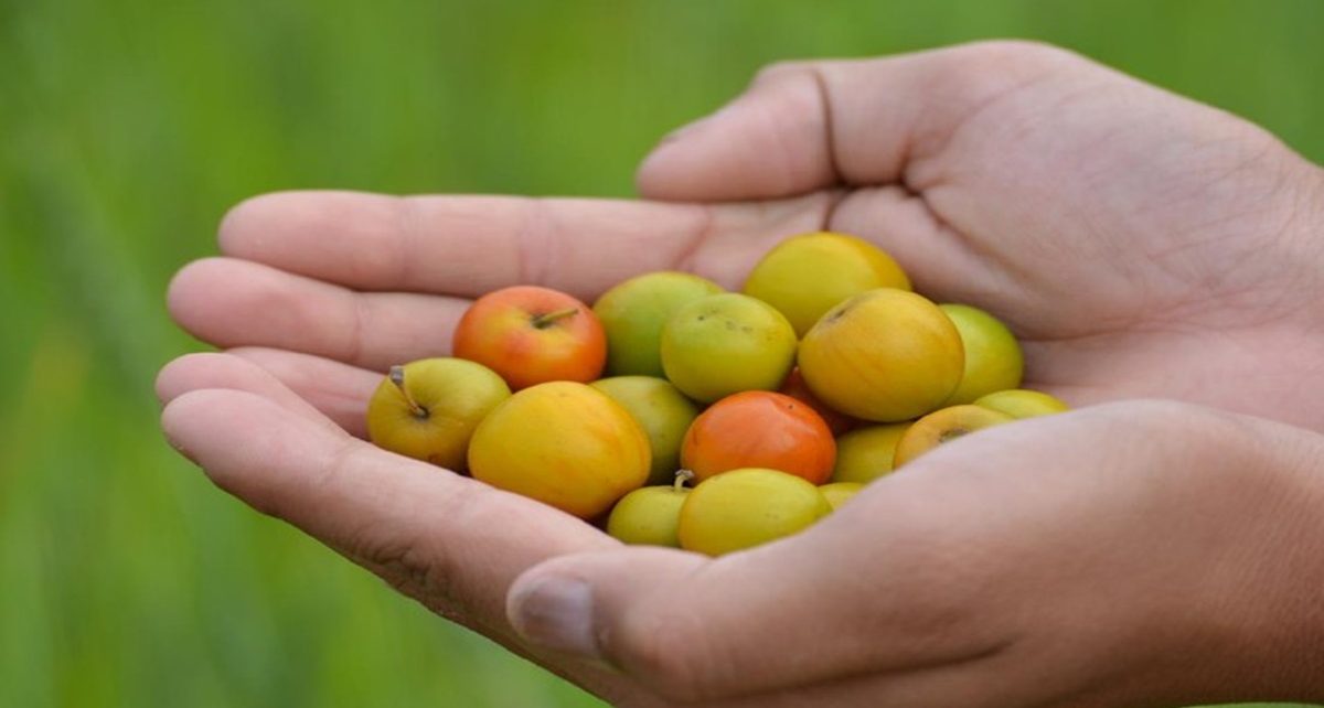 5 Manfaat Utama Buah Bidara